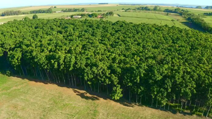 Plantio de mogno africano em Pompéu (MG); receita com a atividade pode chegar a R$ 1,8 milhão por hectare — Foto: Divulgação/IBF